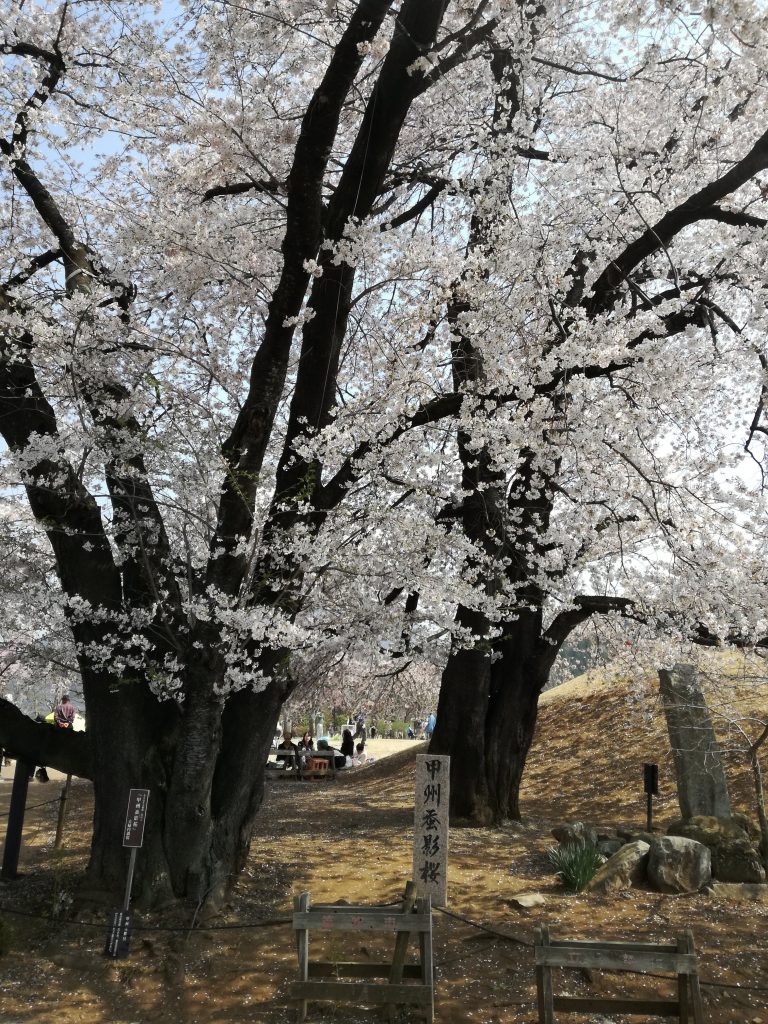 笛吹市　ふるさと公園　桜