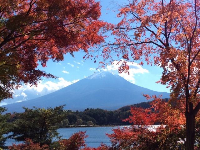河口湖　紅葉　富士