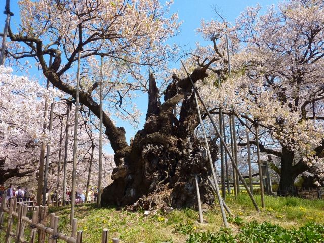 山梨でお花見！一度は見ておきたい桜の巨樹オススメ6選