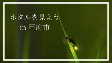 甲府街中でホタルと会える場所を紹介！鑑賞のポイントも♪