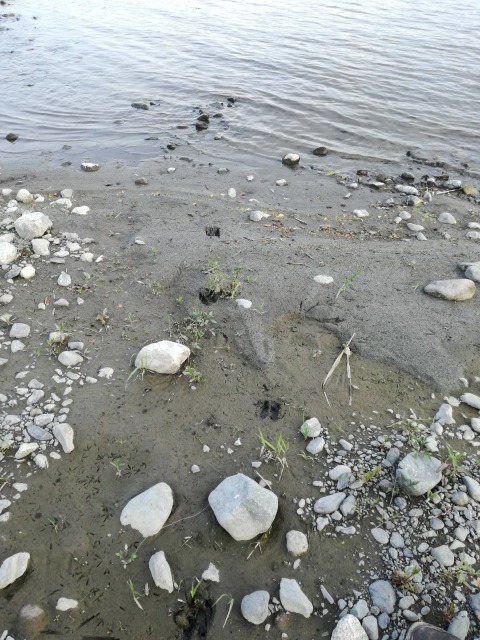 釜無川の河原についていた足跡、シカと鳥