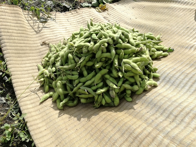 オーナー制で1区画収穫したあけぼの大豆