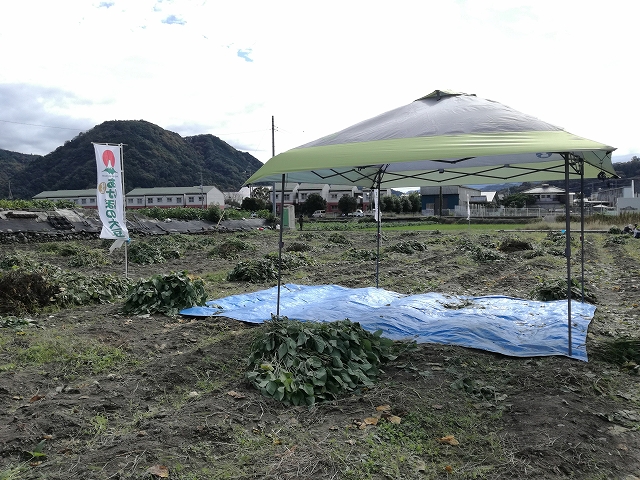 あけぼの大豆収穫場所によってはテントあり