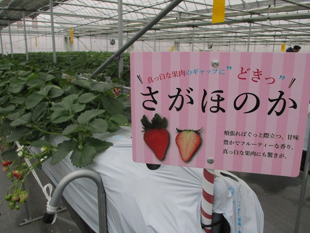イチゴザンマイのイチゴ品種の看板