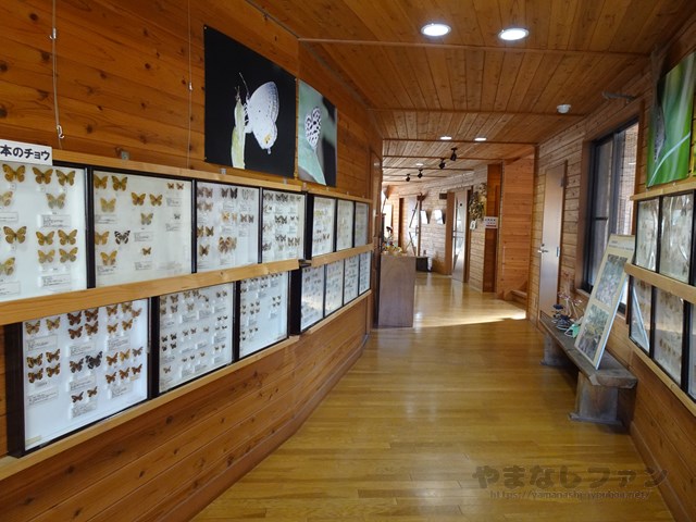 オオムラサキセンター　剥製標本