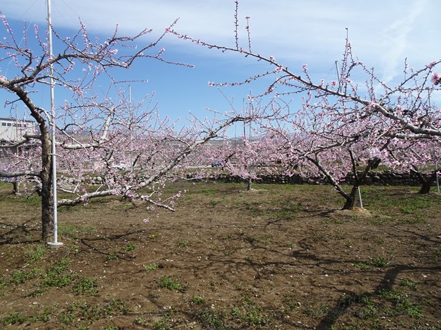 桃の花　桃農家