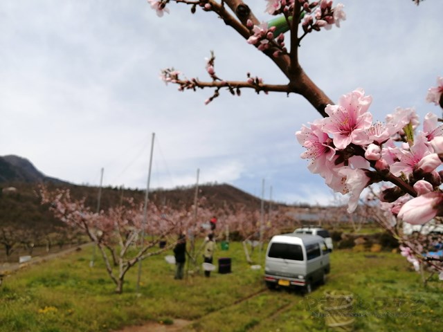 桃畑で摘蕾作業