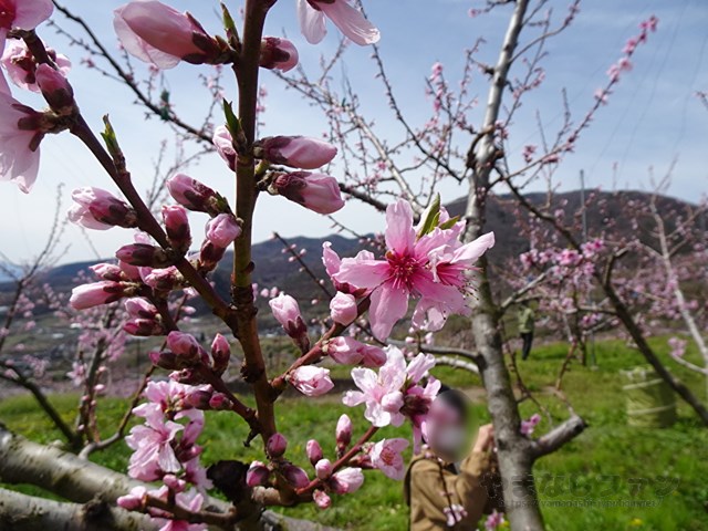 桃の花を見ながら農業体験