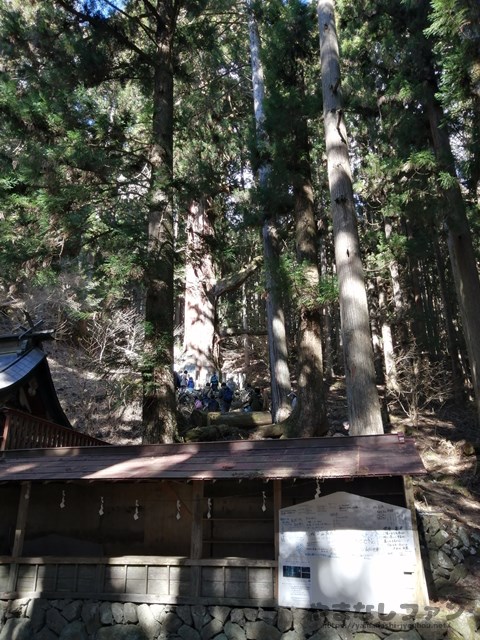 神社の裏手にある杉の木